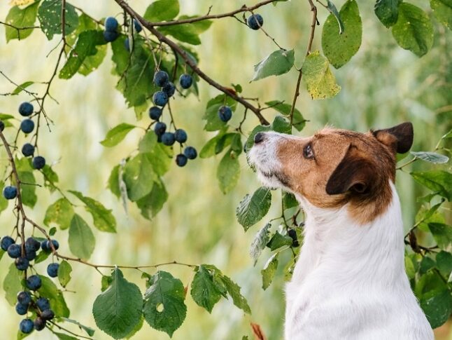 Kijk uit voor laaghangend fruit